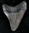 Serrated Megalodon Tooth - Georgia #20547-2